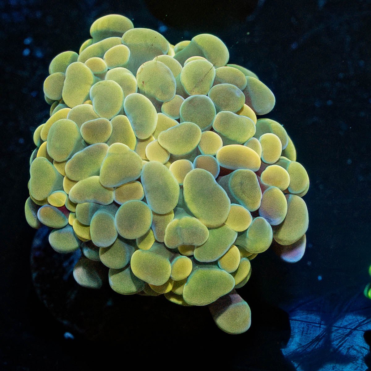 Gold Hammer - riptide aquaculture llc