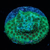Sea Foam Cyphastrea - riptide aquaculture llc