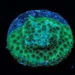 Sea Foam Cyphastrea - riptide aquaculture llc