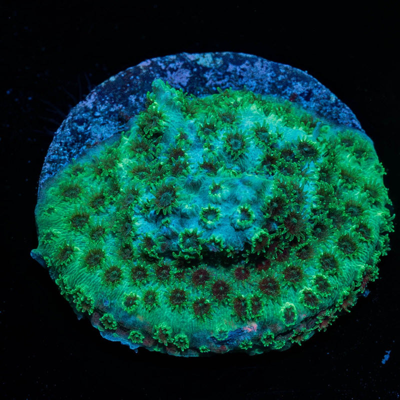 Sea Foam Cyphastrea