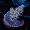 Circus Freak Tenuis - riptide aquaculture llc