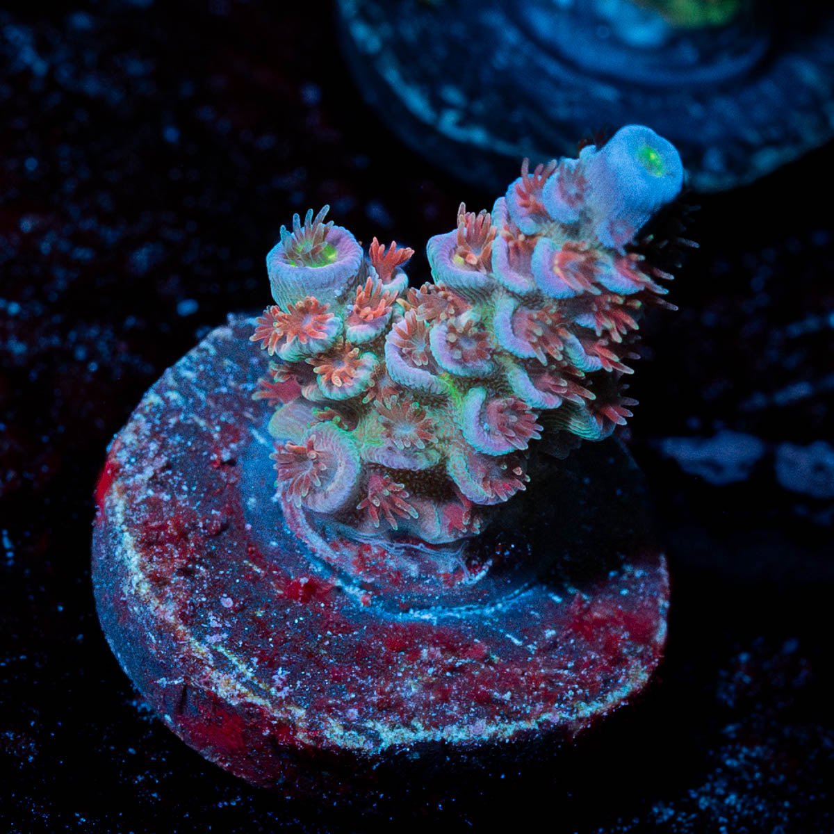 Circus Freak Tenuis - riptide aquaculture llc