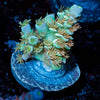 Chevron Tenuis - riptide aquaculture llc