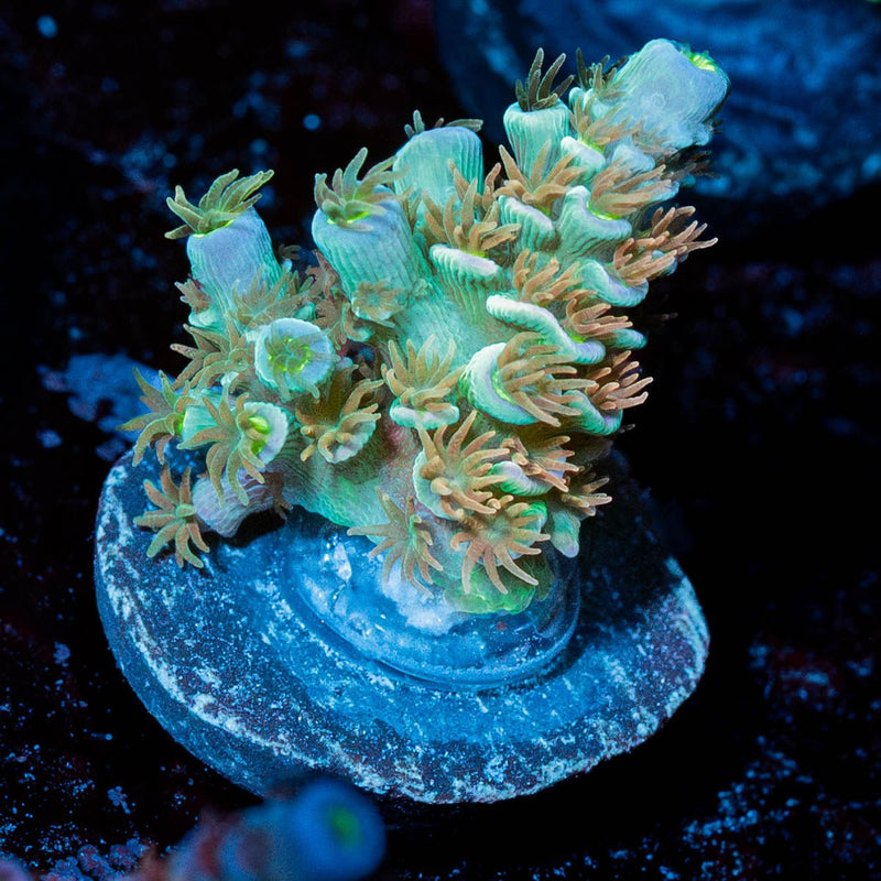 Chevron Tenuis