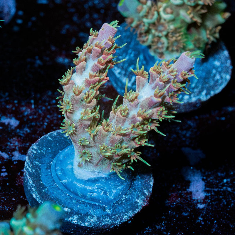 Purple Haze Acro