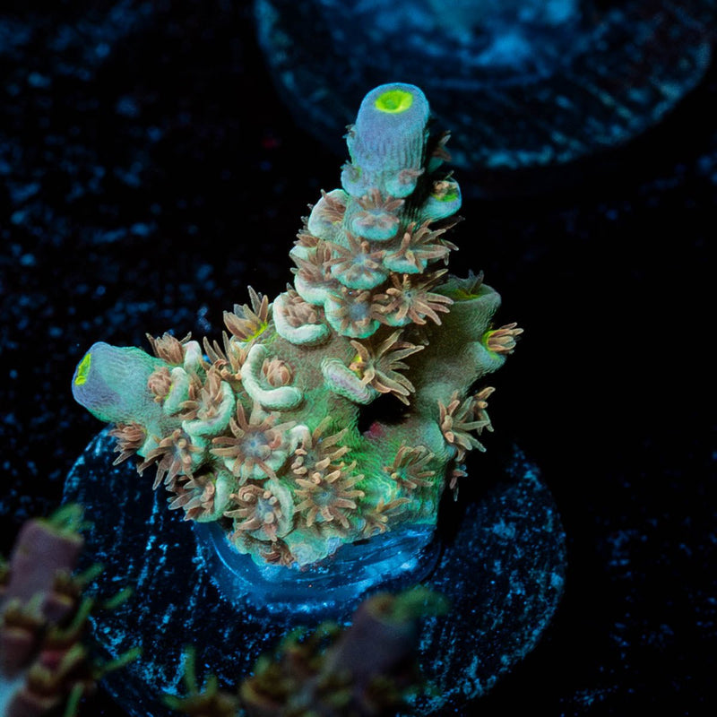 Chevron Tenuis