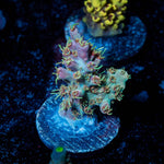 Purple Haze Acro - riptide aquaculture llc