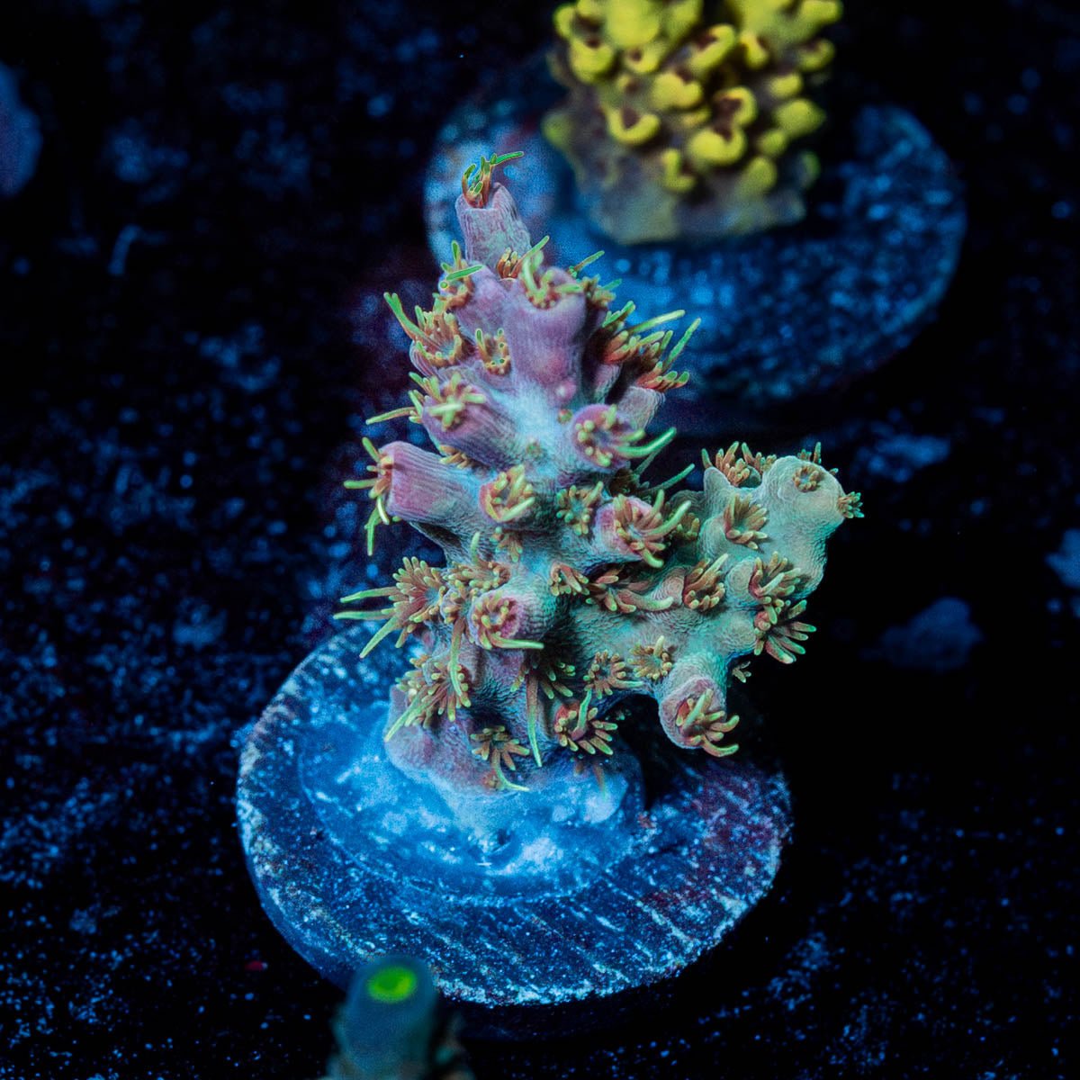 Purple Haze Acro - riptide aquaculture llc