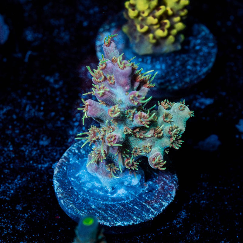 Purple Haze Acro