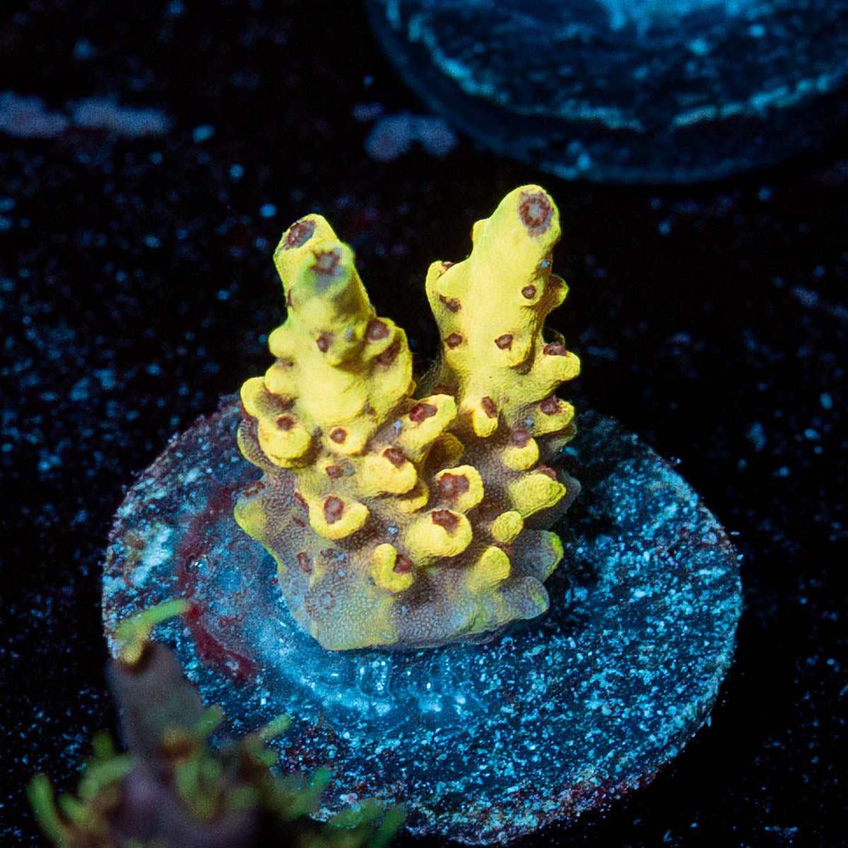 Pink Floyd Acro - riptide aquaculture llc