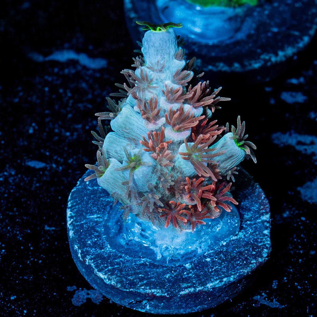 Cherry Bomb Tenuis - riptide aquaculture llc