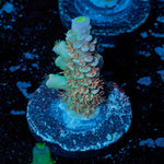 Chevron Tenuis - riptide aquaculture llc