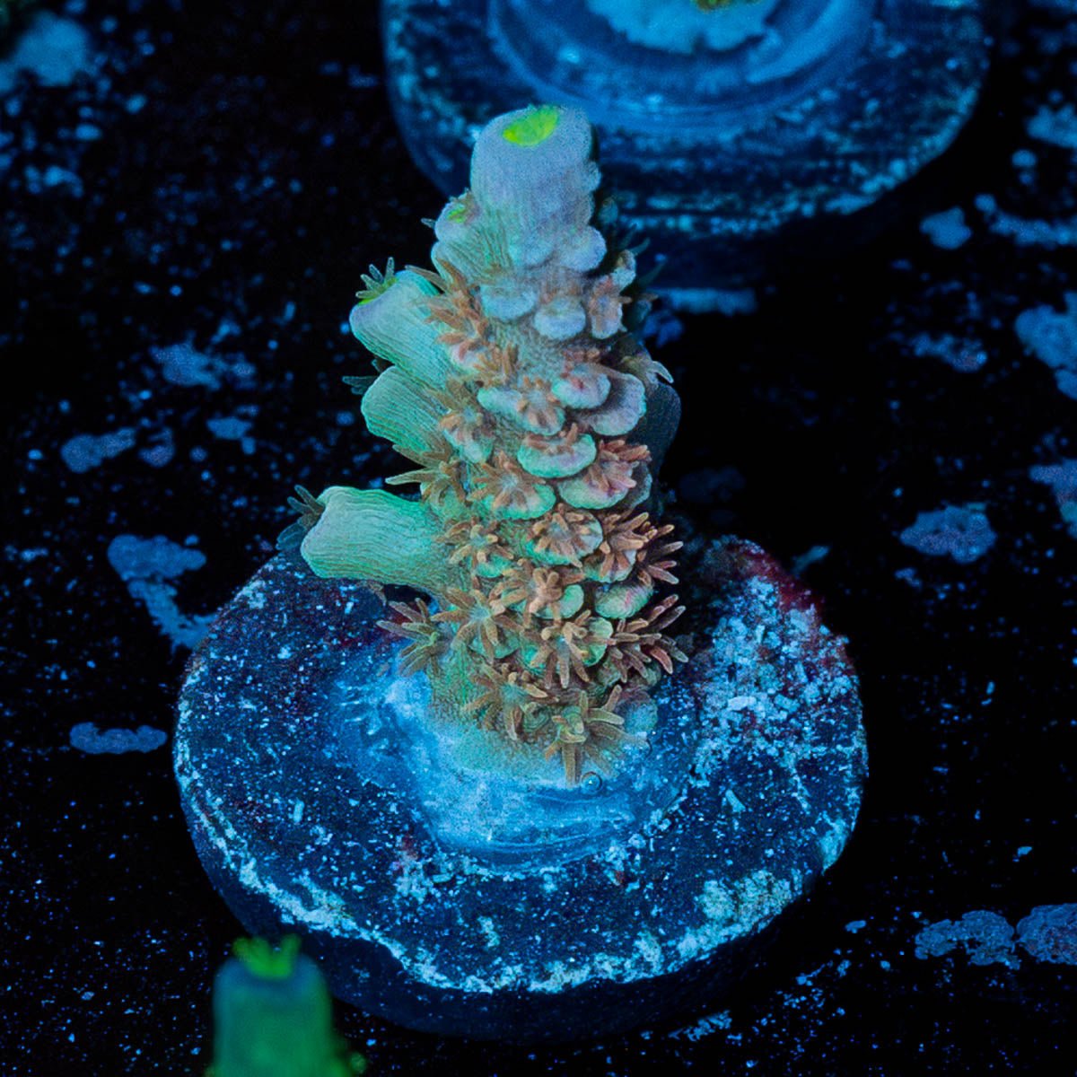 Chevron Tenuis - riptide aquaculture llc