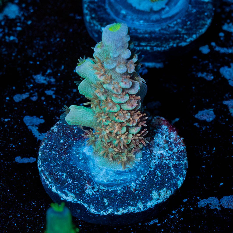 Chevron Tenuis