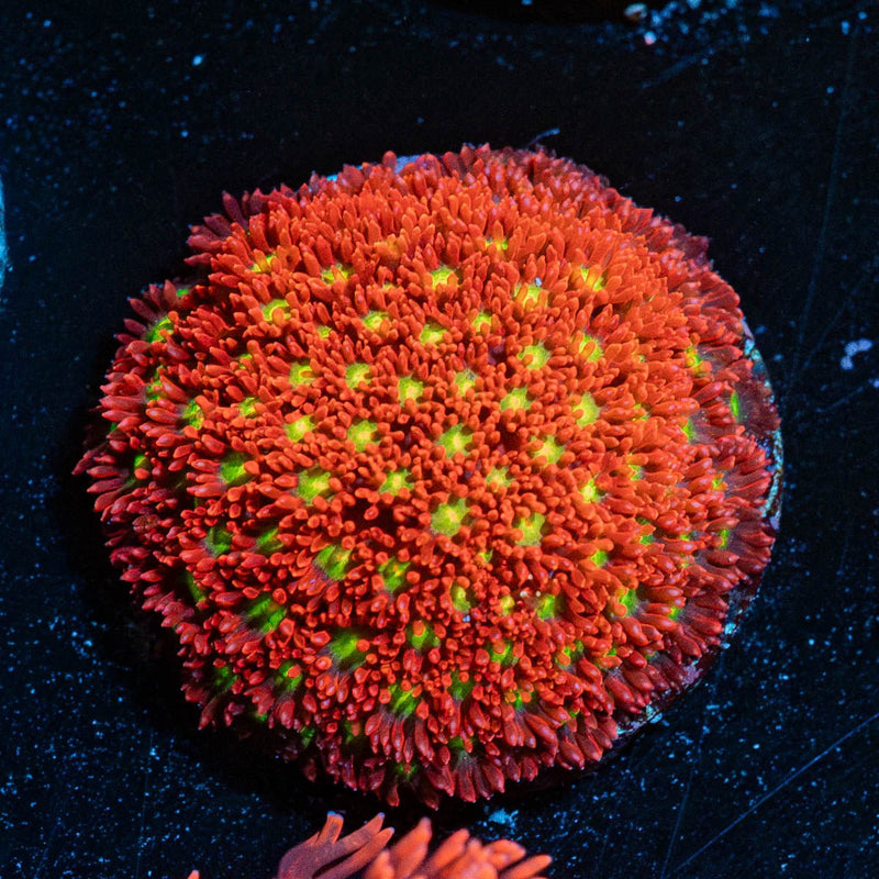 Chilli Boom Bernadapora