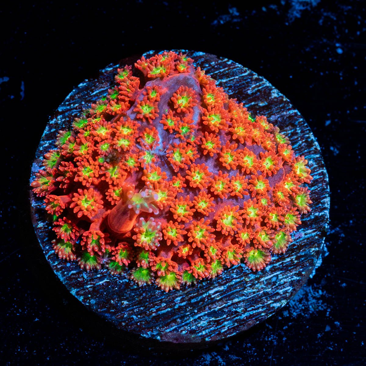 Chilli Boom Bernadapora - riptide aquaculture llc