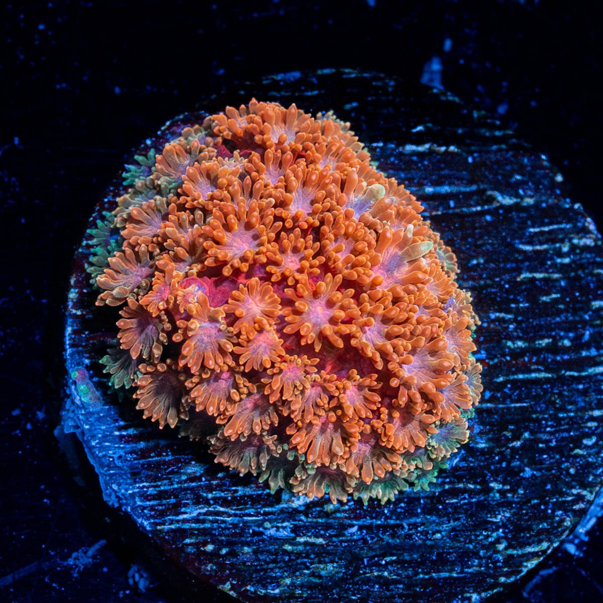 Laffy Taffy Bernadapora - riptide aquaculture llc