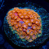 Laffy Taffy Bernadapora - riptide aquaculture llc