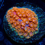 Laffy Taffy Bernadapora - riptide aquaculture llc