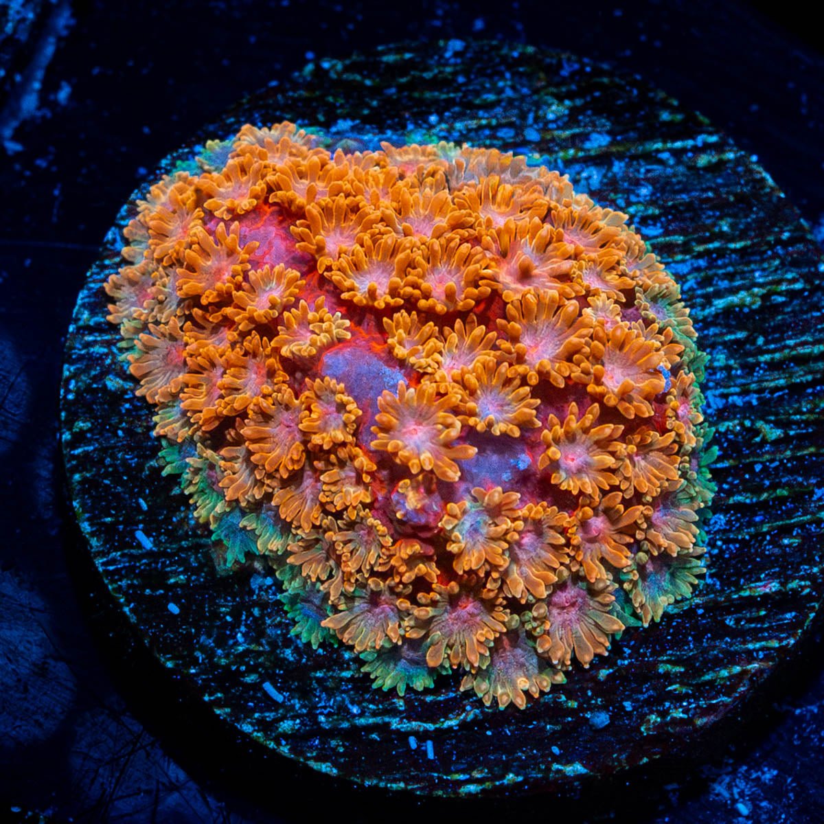 Laffy Taffy Bernadapora - riptide aquaculture llc
