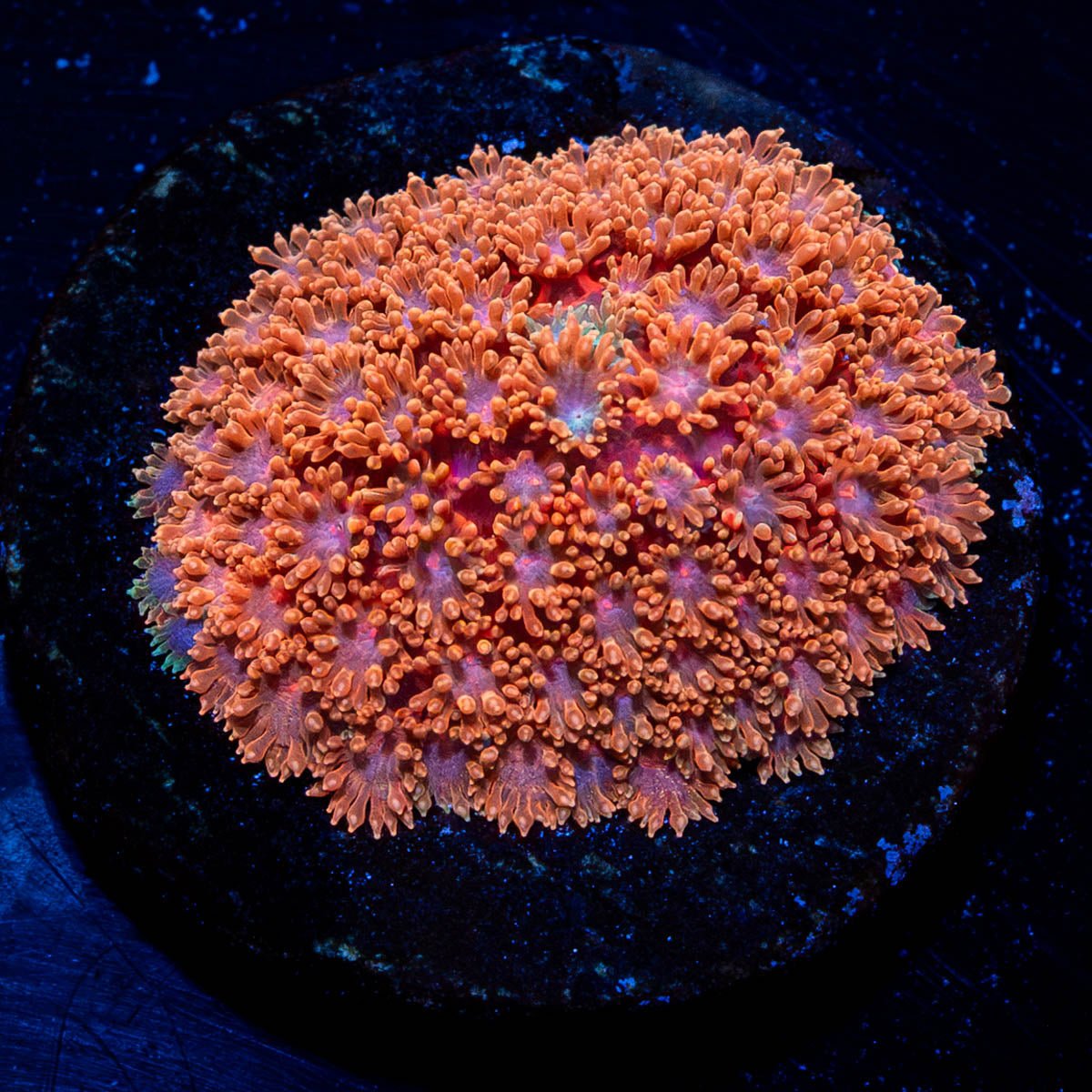 Laffy Taffy Bernadapora - riptide aquaculture llc