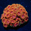 Rainbow Bernadapora - riptide aquaculture llc