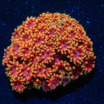 Rainbow Bernadapora - riptide aquaculture llc