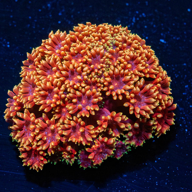 Rainbow Bernadapora