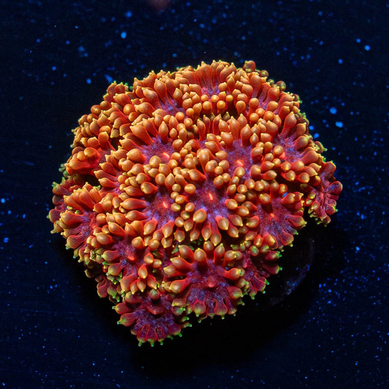 Rainbow Bernadapora