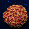 Rainbow Bernadapora - riptide aquaculture llc