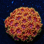 Rainbow Bernadapora - riptide aquaculture llc