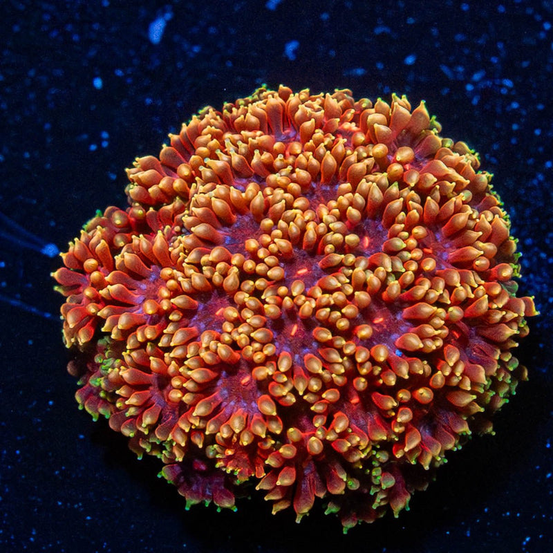 Rainbow Bernadapora