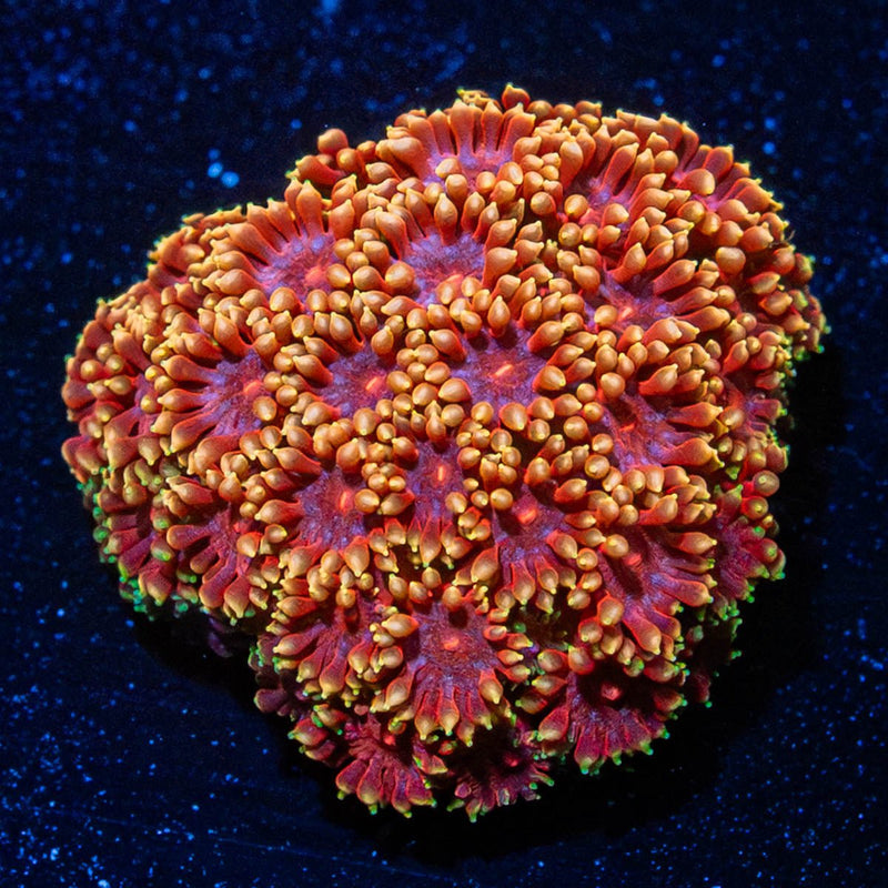 Rainbow Bernadapora