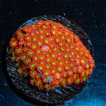Chilli Boom Bernadapora - riptide aquaculture llc