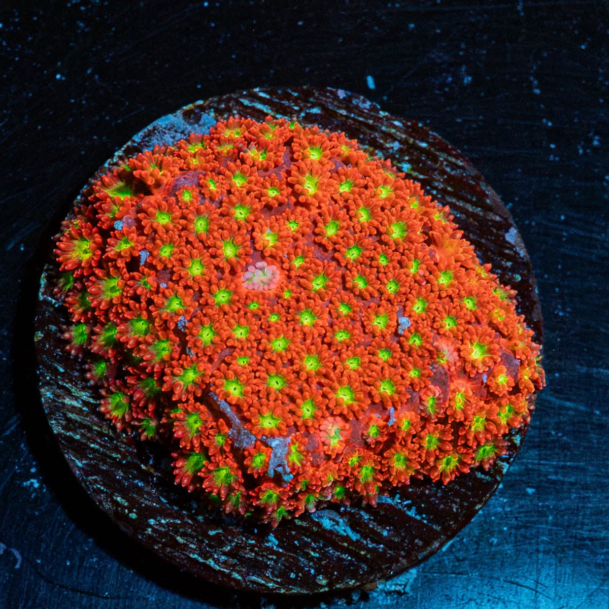 Chilli Boom Bernadapora - riptide aquaculture llc