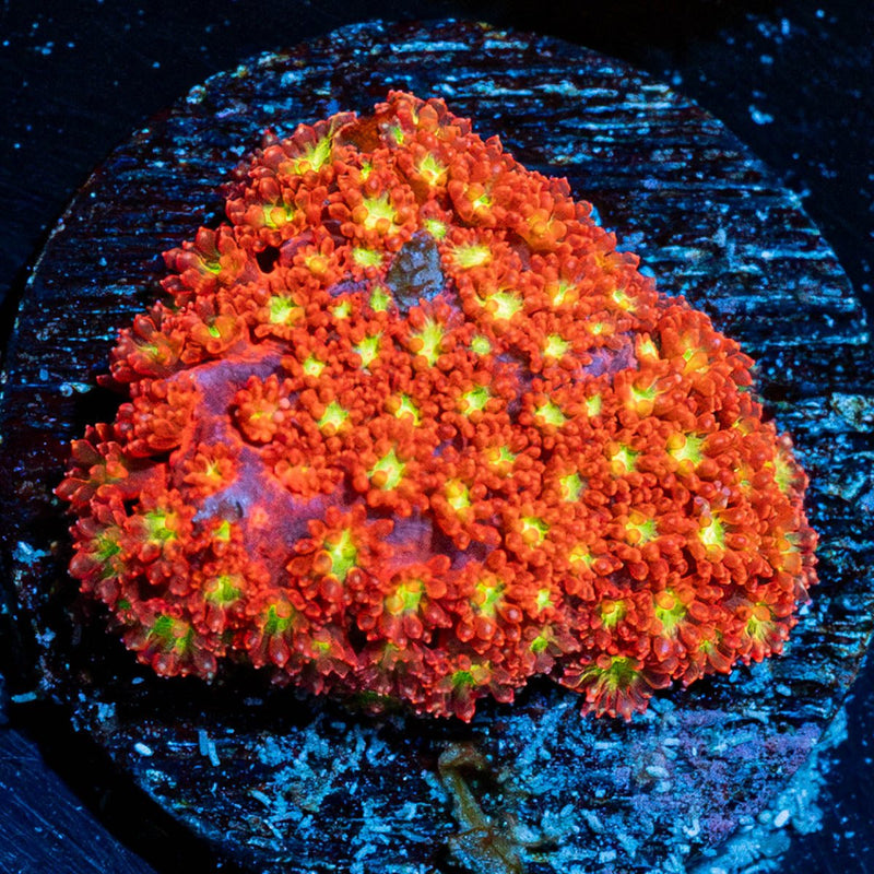 Chilli Boom Bernadapora