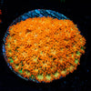 After Burner Bernadapora - riptide aquaculture llc