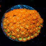 After Burner Bernadapora - riptide aquaculture llc