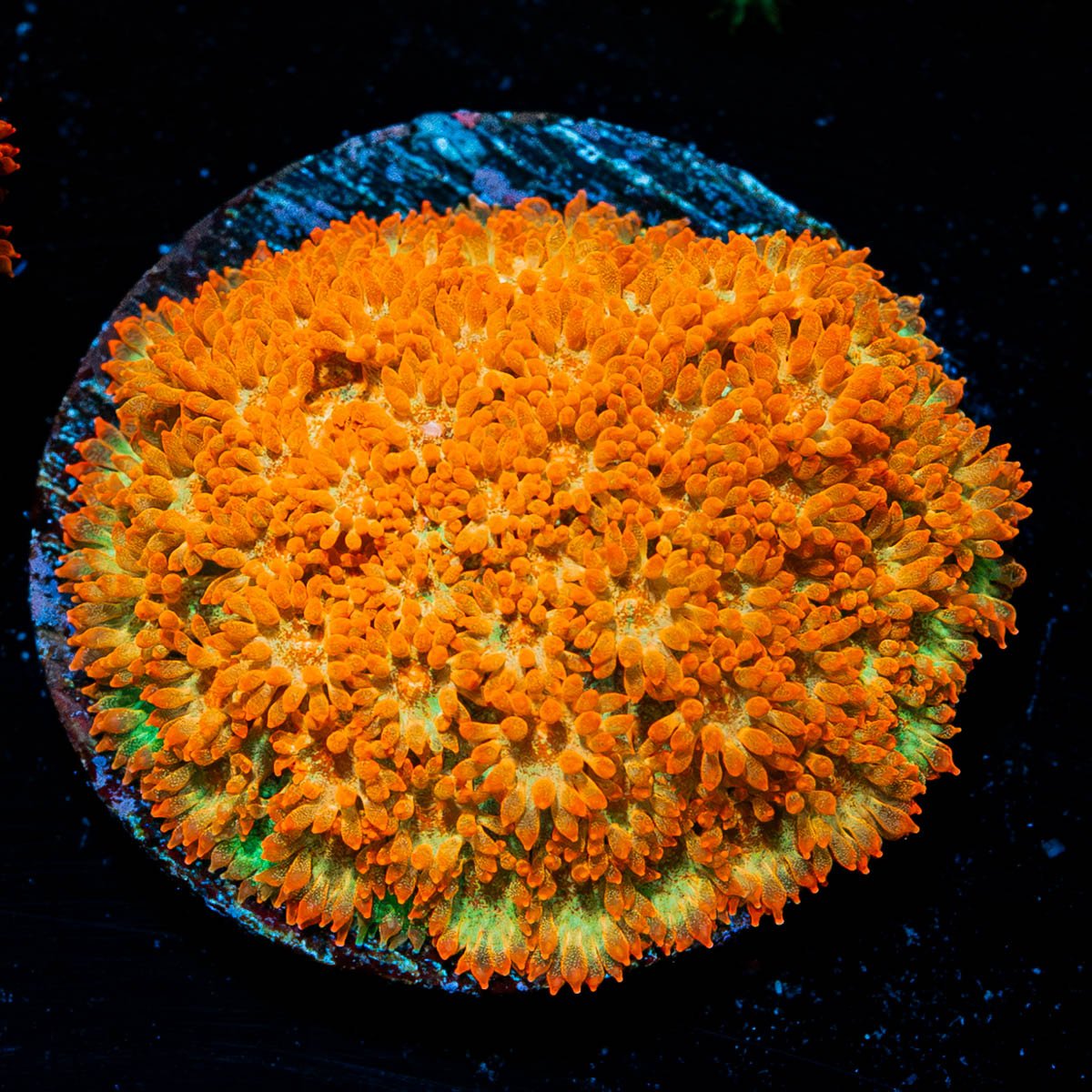 After Burner Bernadapora - riptide aquaculture llc