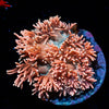 Hunch Punch Goniopora - riptide aquaculture llc