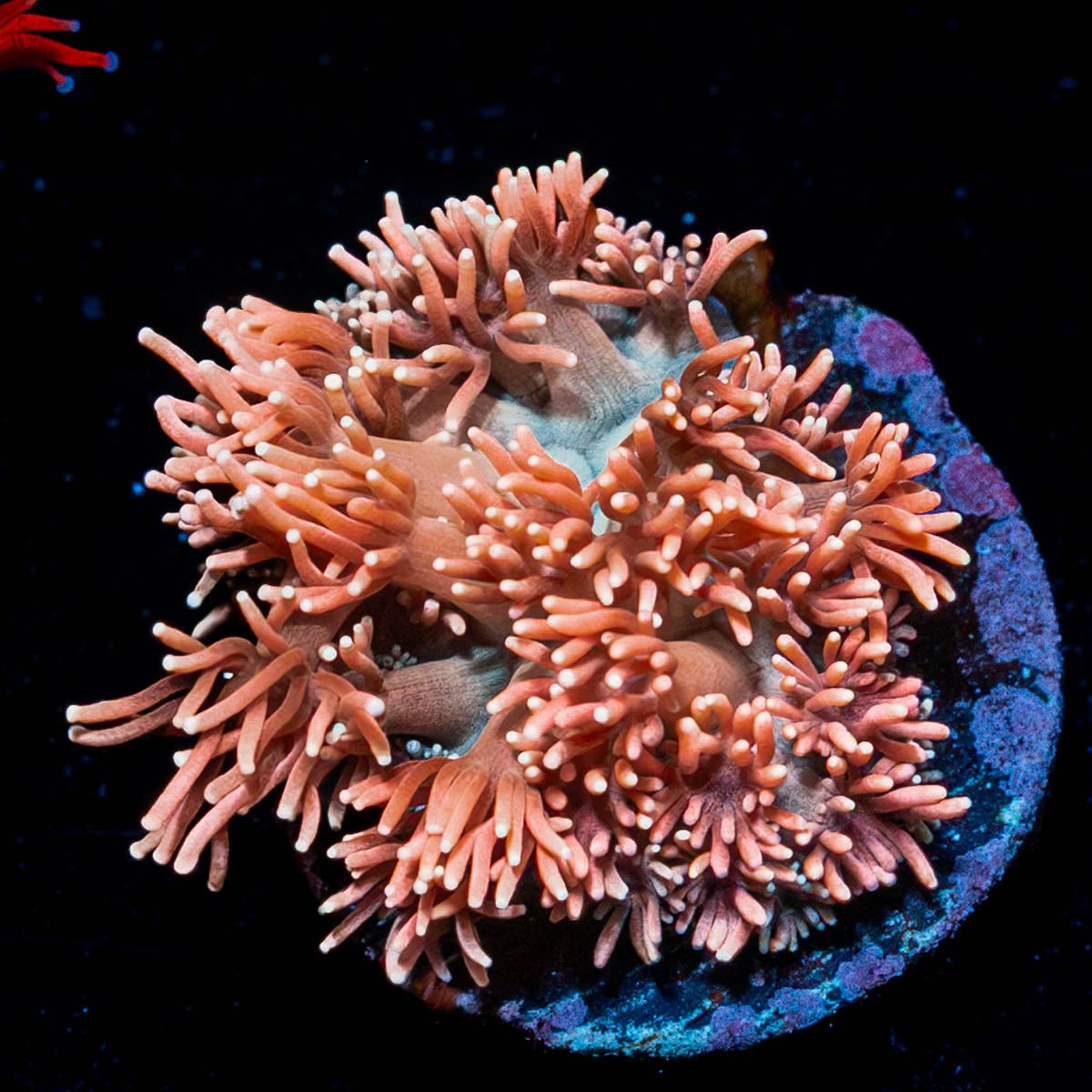 Hunch Punch Goniopora - riptide aquaculture llc