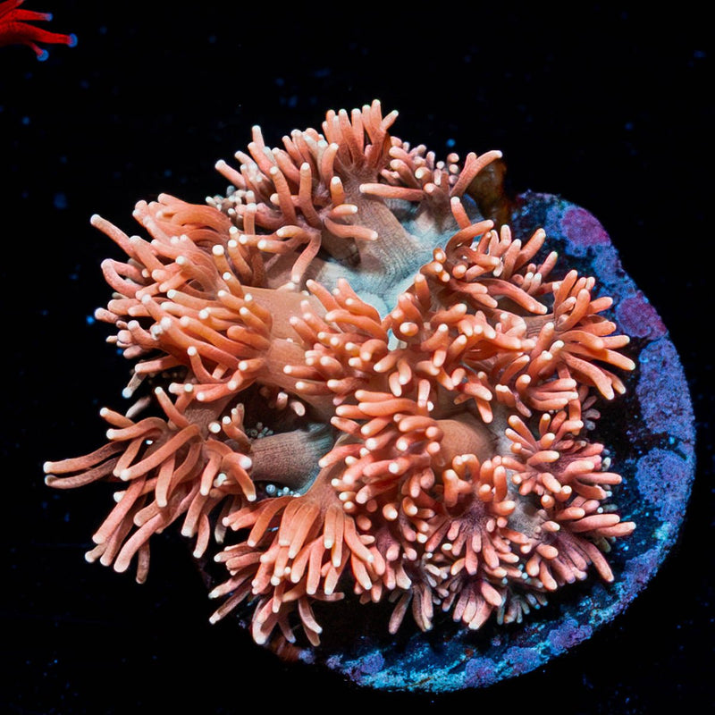 Hunch Punch  Goniopora