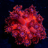 Cherry Red Goniopora - riptide aquaculture llc
