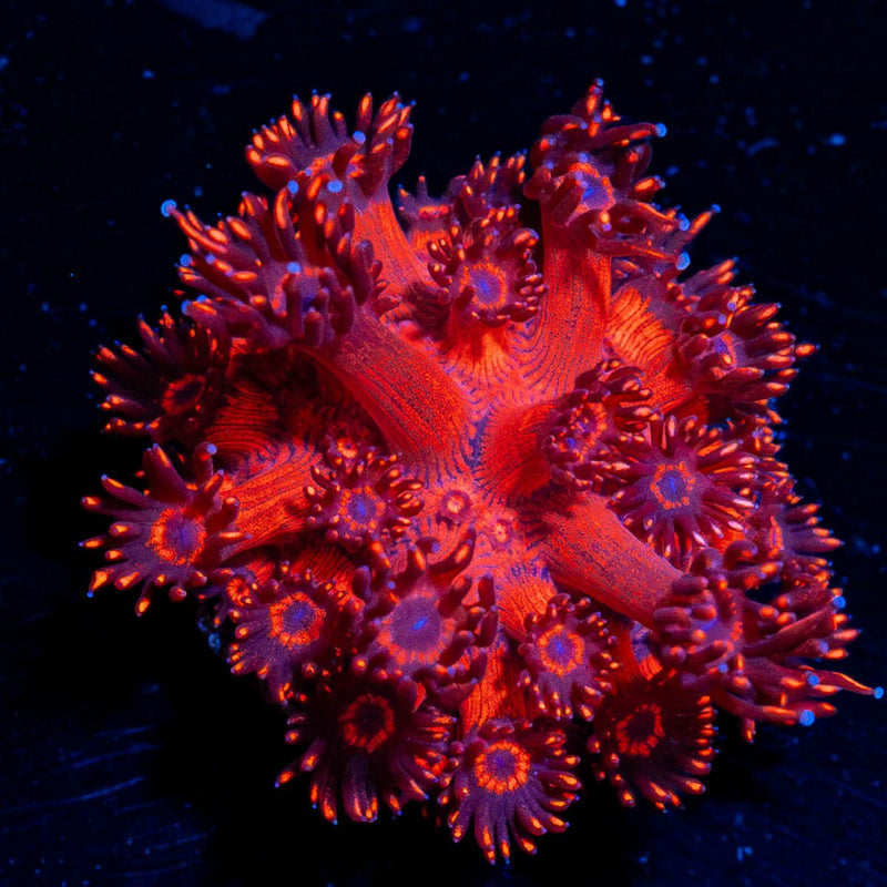 Cherry Red Goniopora