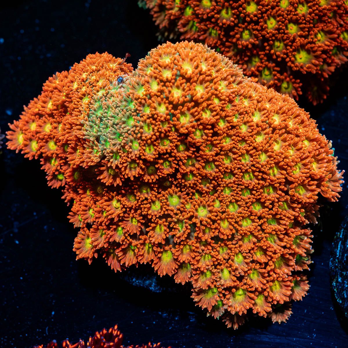 Captain Crunch Bernadapora Mini Colony - riptide aquaculture llc