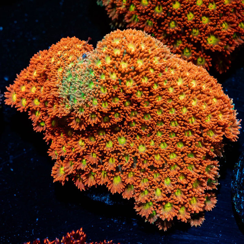Captain Crunch Bernadapora Mini Colony