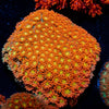 Captain Crunch Bernadapora Mini Colony - riptide aquaculture llc