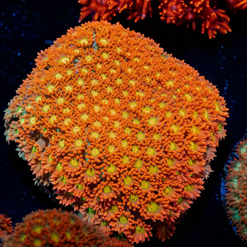 Captain Crunch Bernadapora Mini Colony