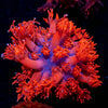 Cherry Red Goniopora - riptide aquaculture llc