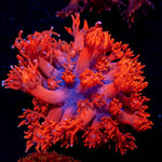 Cherry Red Goniopora - riptide aquaculture llc